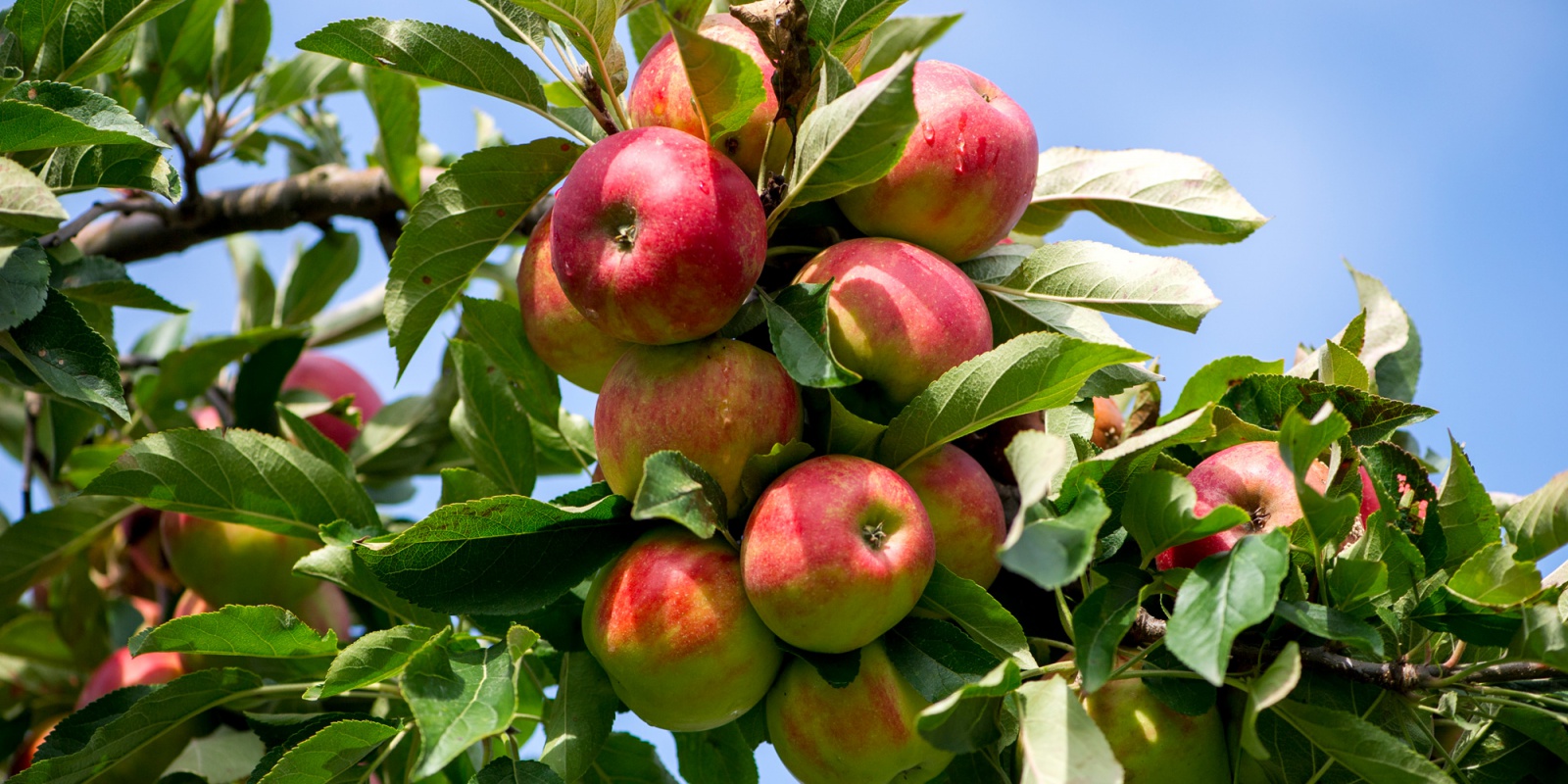 Äpfel Obstbauer Obstbauer Wedeking
