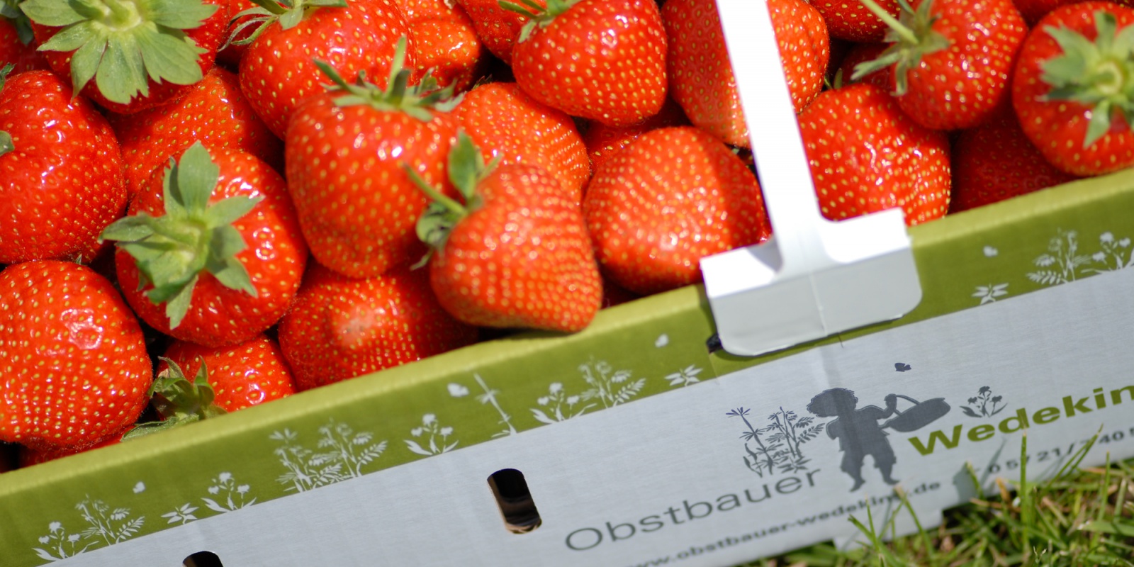 Erdbeeren : Anbau : Obstbauer Wedeking